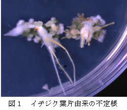 図1 イチジク葉片由来の不定根