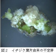 図2 イチジク葉片由来の不定芽