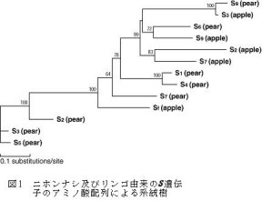 図1 ニホンナシ及びリンゴ由来のS 遺伝 子のアミノ酸配列による系統樹