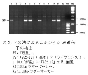 図2 PCR 法によるニホンナシS9 遺伝 子の検出