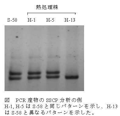 図 PCR 産物のSSCP 分析の例 H-1, H-5 はS-58 と同じパターンを示し、H-13 はS-58 と異なるパターンを示した。