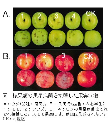 図 核果類の黒星病菌を接種した果実病徴