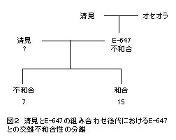 図2 清見とE-647の組み合わせ後代におけるE-647 との交雑不和合性の分離