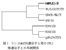 図1.リンゴMdTFL遺伝子と他のTFL1様遺伝子との系統関係