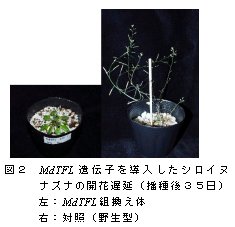 図2.MdTFL遺伝子を導入したシロイヌナズナの開花遅延