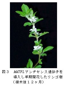図3.MdTFLアンチセンス遺伝子を導入し早期開花したリンゴ樹