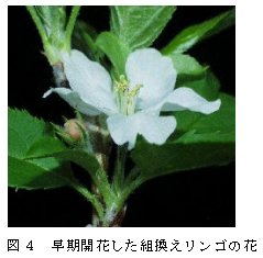 図4.早期開花した組換えリンゴの花