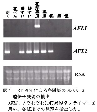 リンゴ花芽形成遺伝子afl1 Afl2の単離と機能解明 農研機構