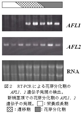 図2.RT-PCRによる発芽分化期のAFL1、2遺伝子発現の検出。