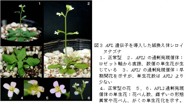 図3.AFL遺伝子を導入した組換え体シロイヌナズナ