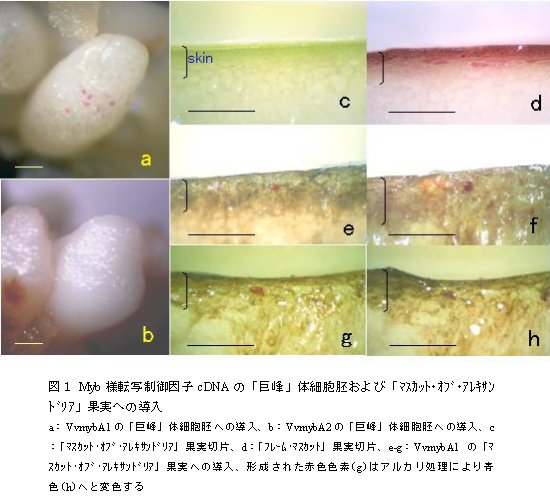 図1.Myb様転写制御因子cDNAの「巨峰」体細胞胚および「マスカット・オブ・アレキサンドリア」果実への導入