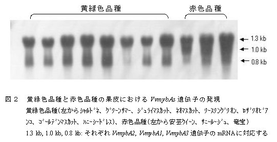 図2.黄緑色品種と赤色品種の果皮におけるVvmybA遺伝子の発現