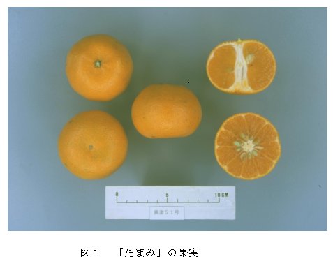  図1 「カンキツ興津51号」の果実