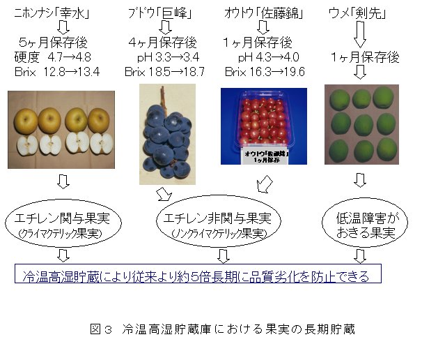 図3 冷温高湿貯蔵庫における果実の長期貯蔵