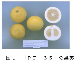 図1 「RP-35」の果実