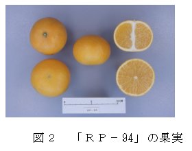 図2 「RP-94」の果実