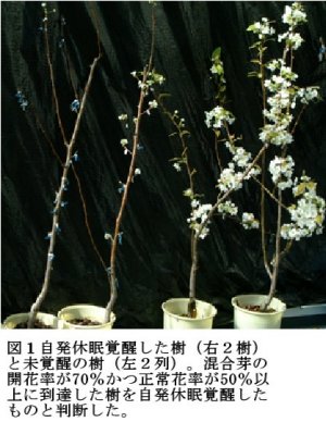 図1 自発休眠覚醒した樹(右2樹)と未覚醒の樹(左2樹)