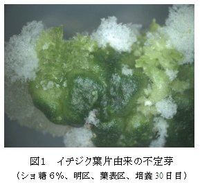 図1 イチジク葉片由来の不定芽