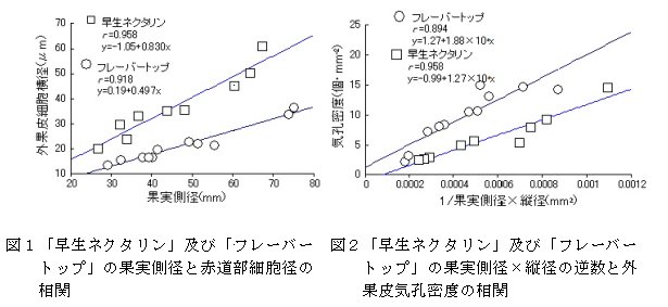  図1「早生ネクタリン」および「フレーバートップ」の果実側径と赤道部細胞径の相関 図2「早生ネクタリン」および「フレーバトップ」の果実側径×縦径の逆数と外果皮気孔密度の相関