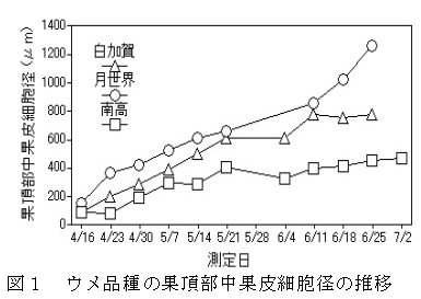 図1 ウメ品種の果頂部中果皮細胞径の推移