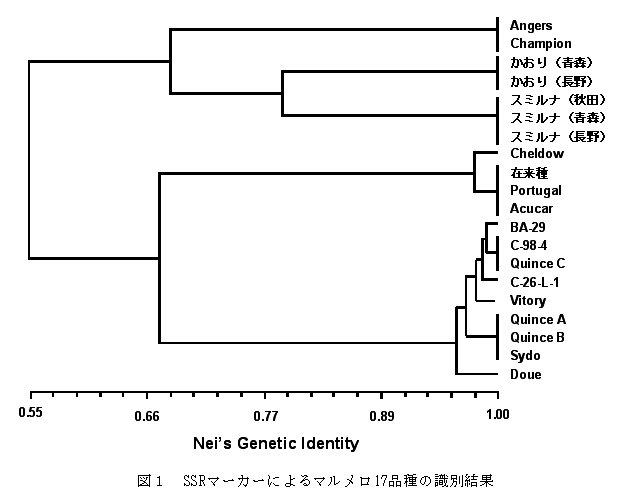 図1 SSRマーカーによるマルメロ17品種の識別結果