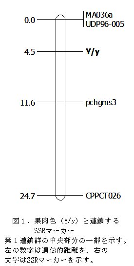 図1.果肉色(Y/y)と連鎖するSSRマーカー
