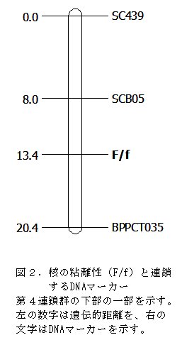 図2.核の粘離性(F/f)と連鎖するDNAマーカー第4連鎖群の下部の一部を示す。左の数字は遺伝的距離を、右の文字はDNAマーカーを示す。
