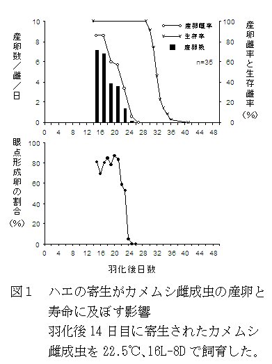 図1 ハエの寄生がカメムシ雌成虫の産卵と寿命に及ぼす影響