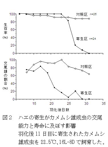 図2 ハエの寄生がカメムシ雄成虫の交尾能力と寿命に及ぼす影響