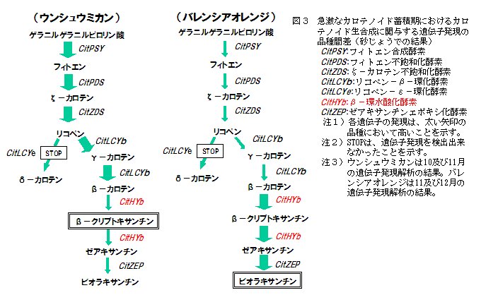 図3 急激なカロテノイド蓄積期におけるカロテノイド生合成に関与する遺伝子発現の品種間差