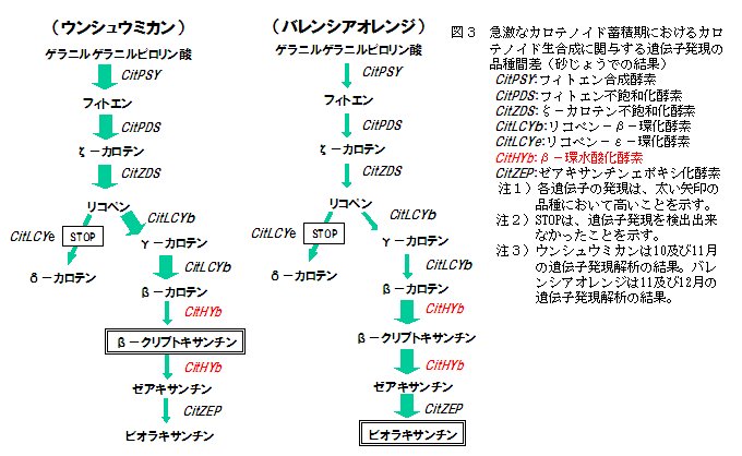 図3 急激なカロテノイド蓄積期におけるカロテノイド生合成に関与する遺伝子発現の品種間差