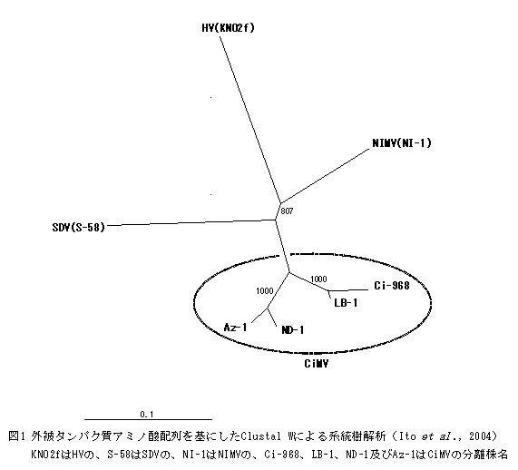 図1 外被タンパク質アミノ酸配列を基にしたClystal Wによる系統樹解析