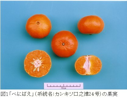 図1 「カンキツ口之津24 号」の果実