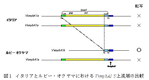 図1 イタリアとルビー・オクヤマにおけるVvmybA1 5'上流域の比較