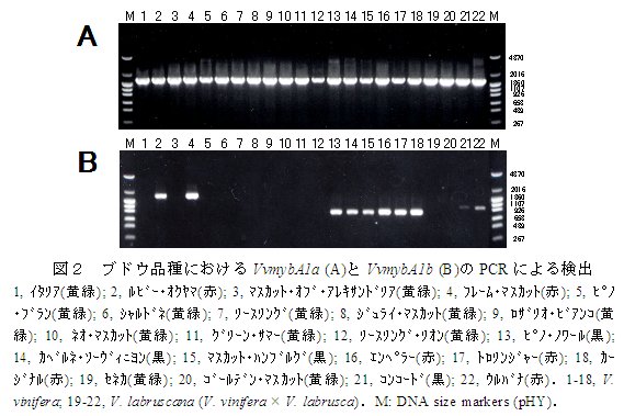 図2 ブドウ品種におけるVvmybA1a (A)とVvmybA1b (B)のPCR による検出