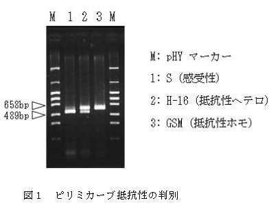 図1 ピリミカーブ抵抗性の判別