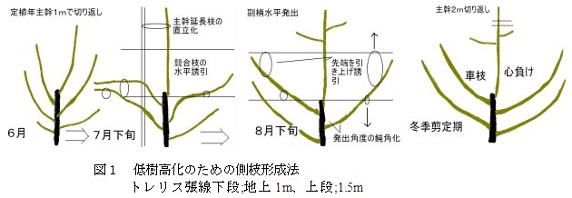 リンゴわい性台木を使用した若木における低樹高化のための側枝形成法 農研機構