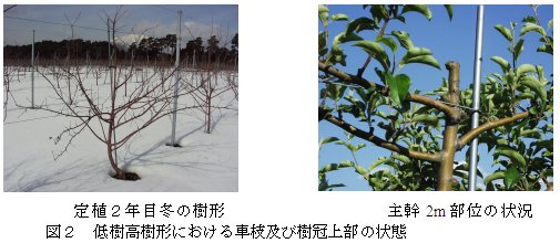 図2 低樹高樹形における車枝及び樹冠上部の状態