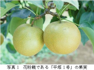 写真1 花粉親である「平塚1 号」の果実