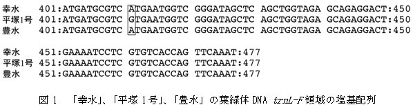 図1 「幸水」、「平塚1 号」、「豊水」の葉緑体DNA trnL-F 領域の塩基配列