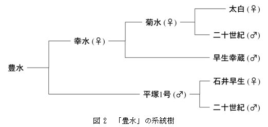 図2 「豊水」の系統樹