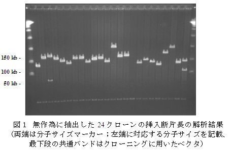 図1 無作為に抽出した24 クローンの挿入断片長の解析結果