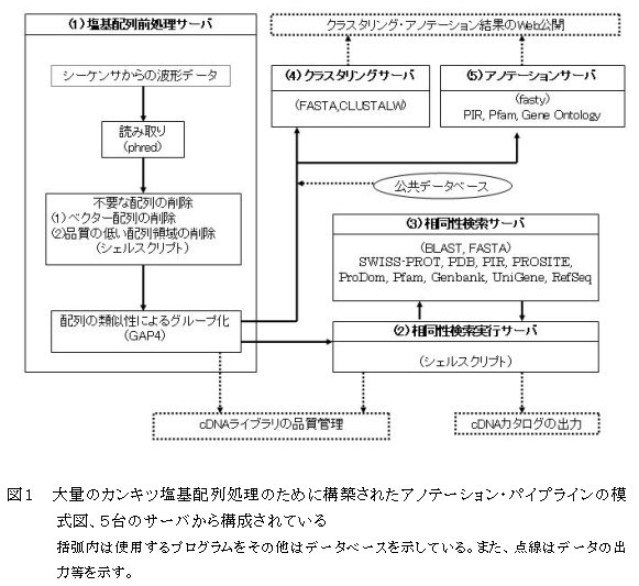 図1 大量のカンキツ塩基配列処理のために構築されたアノテーション・パイプラ インの模式図、5台のサーバから構成されている