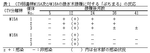 表1 CTV弱毒株M15A及びM16Aの接ぎ木接種に対する「ぷちまる」の反応