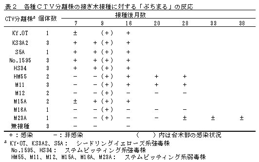 表2 各種CTV分離株の接ぎ木接種に対する「ぷちまる」の反応