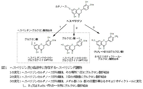 図1 ヘスペリジンおよび血液中に存在するヘスペリジン代謝物