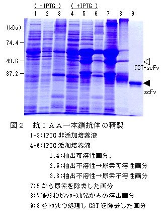 図2 抗IAA一本鎖抗体の精製