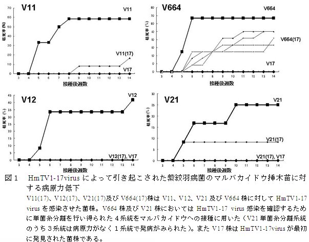 図1 HmTV1-17virus によって引き起こされた紫紋羽病菌のマルバカイドウ挿木苗に対 する病原力低下