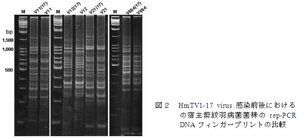 図2 HmTV1-17 virus 感染前後における の宿主紫紋羽病菌菌株のrep-PCR DNA フィンガープリントの比較