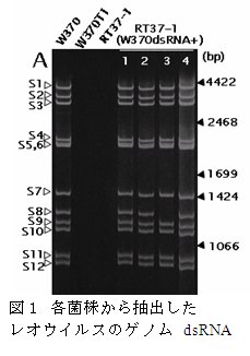 図1 各菌株から抽出したレオウイルスのゲノムdsRNA